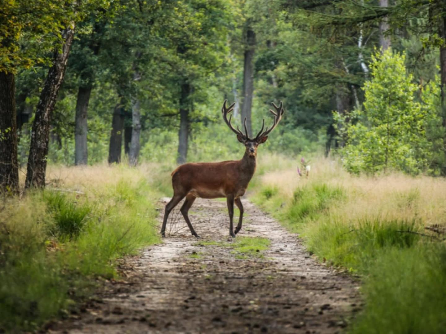 פורטהאוזן Vakantiehuis Op Rustig Bospark Veluwe מראה חיצוני תמונה