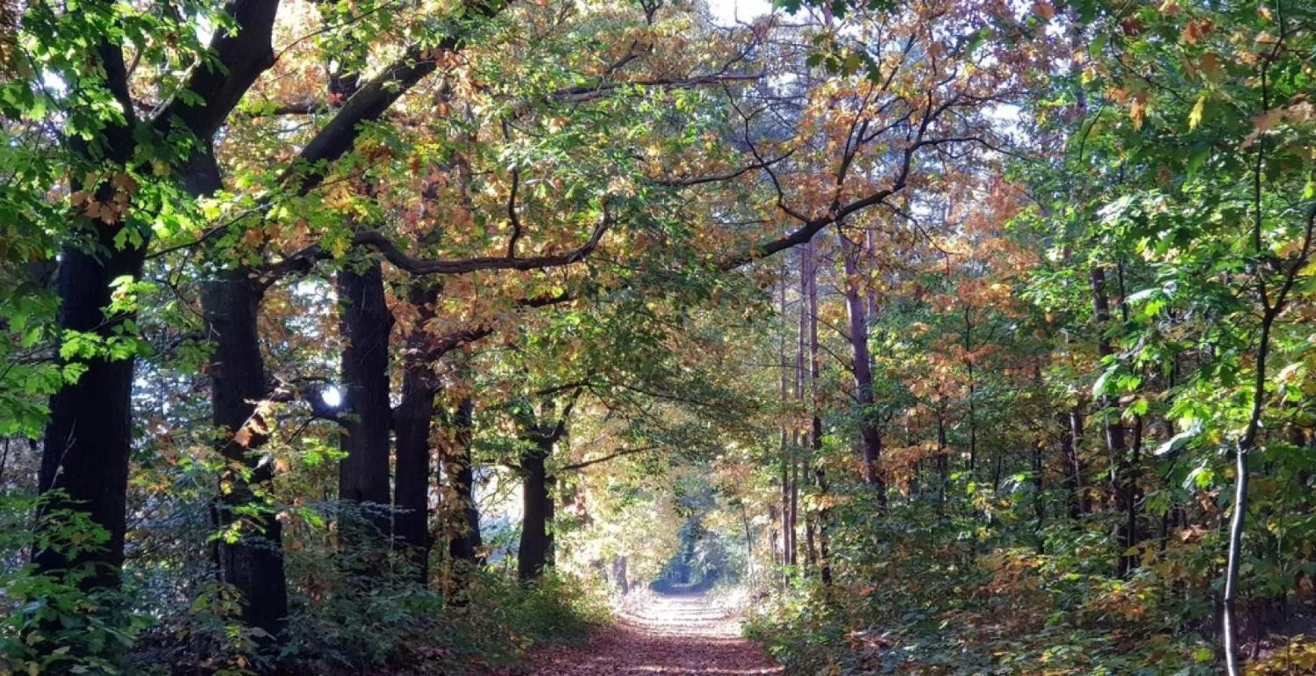 פורטהאוזן Vakantiehuis Op Rustig Bospark Veluwe מראה חיצוני תמונה